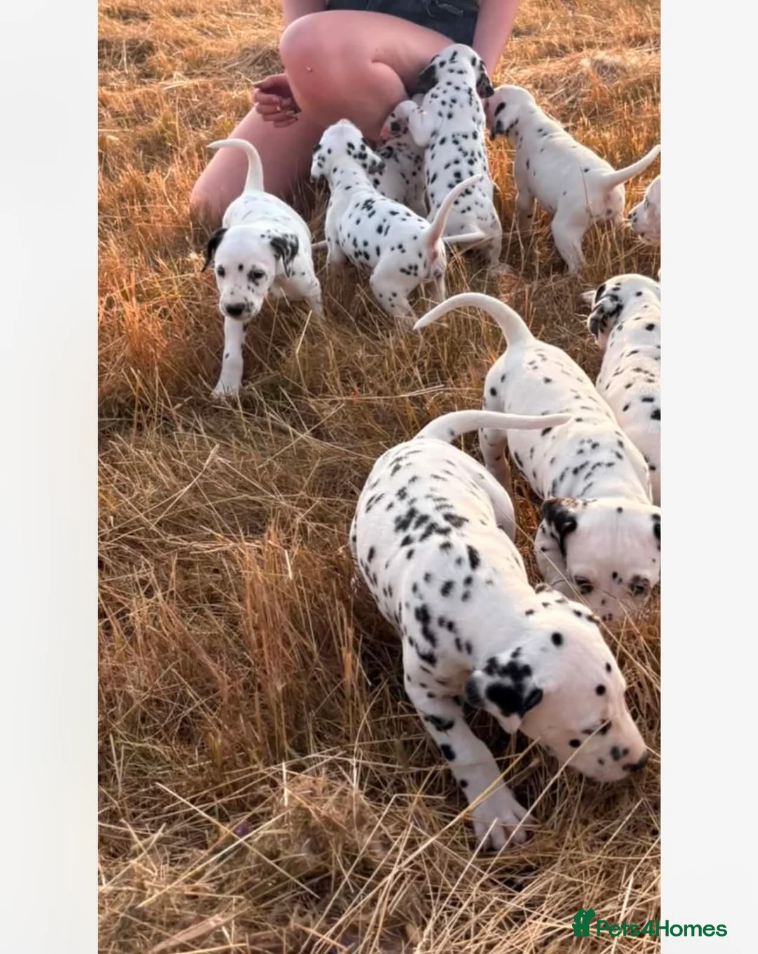 Dalmatian dogs for sale: Dalmation puppies in Bury Saint Edmunds - Advert 6