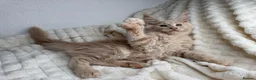Maine Coon cats for sale: MaineCoon, Beautiful Kittens available  - Advert 18