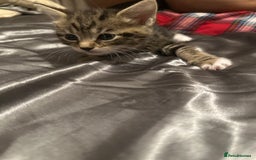 American Shorthair cats for sale: Beautiful kittens for sale - Image 2