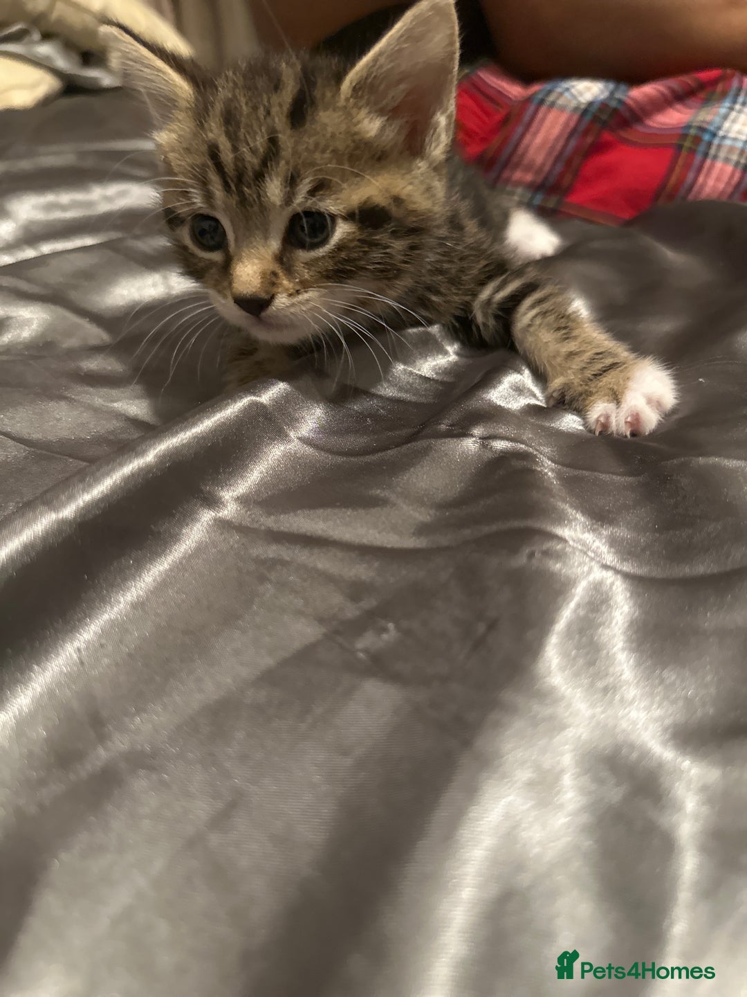 American Shorthair cats for sale: Beautiful kittens for sale - Image 2