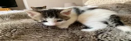 Domestic Shorthair cats for sale: Beautiful kittens ready in 5 weeks - Advert 21