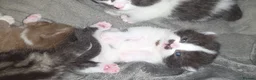 Munchkin cats for sale: Munchkin kittens - Advert 31