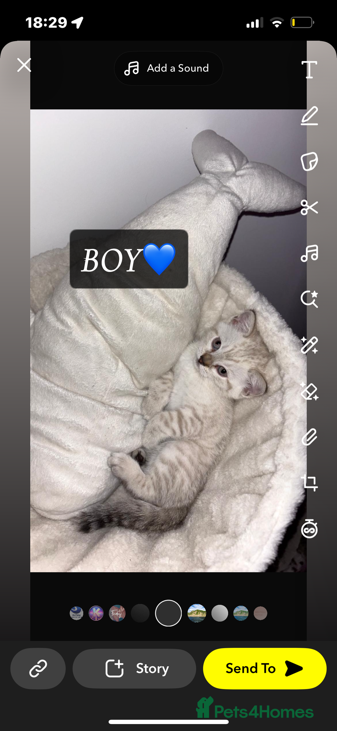 Bengal cats for sale: ✨British shorthair X Rosetted Snow Mink Bengal  - Image 3