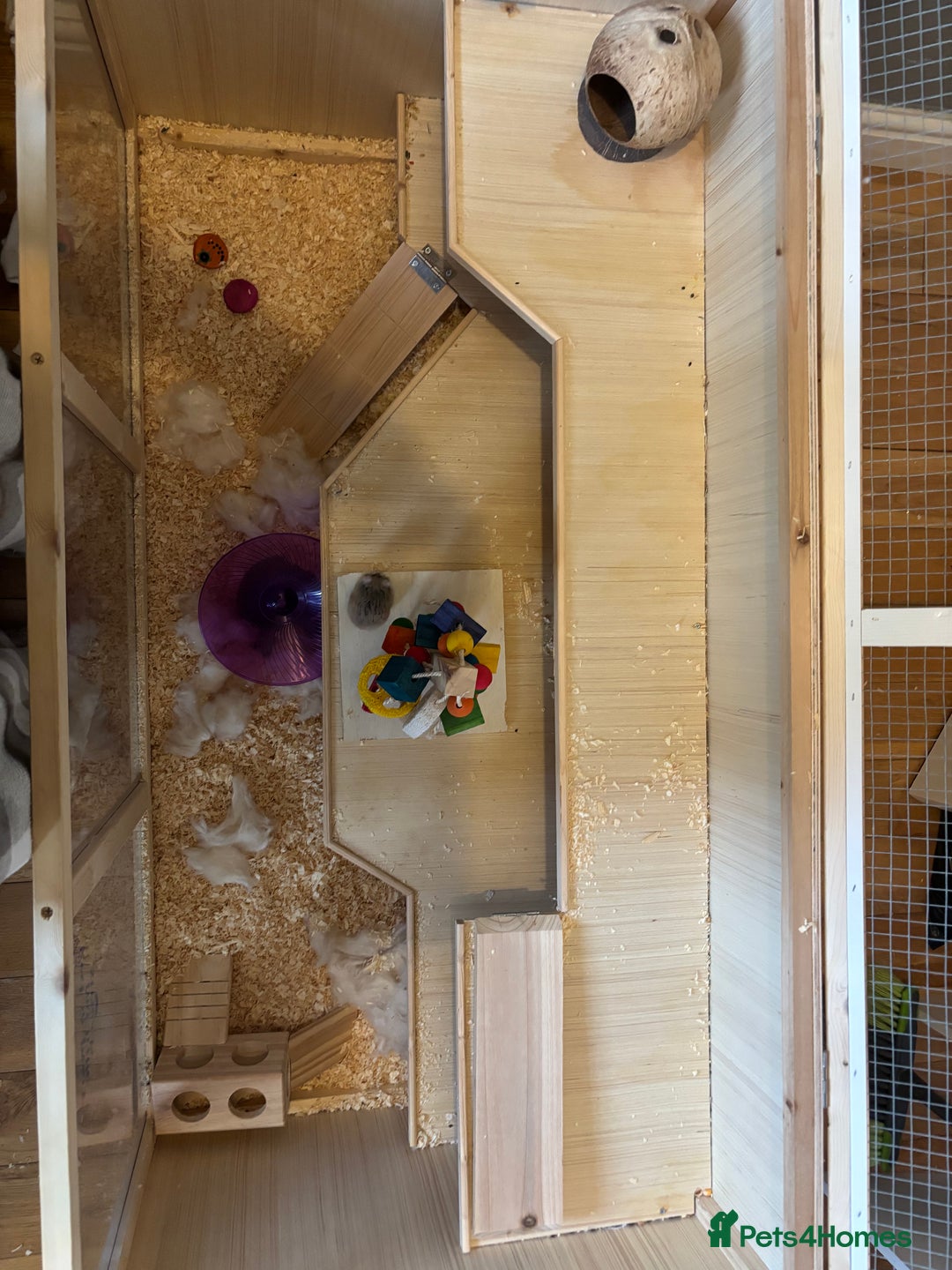 Hamster rodents for sale: Robo Hamster For Sale With Cage - Advert 4