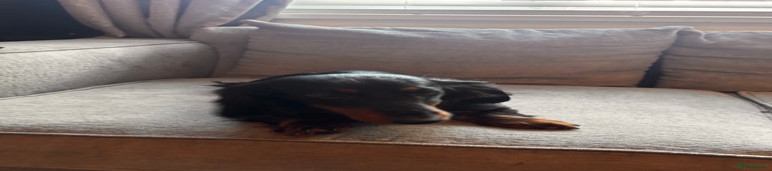 Dachshund Puppy 2