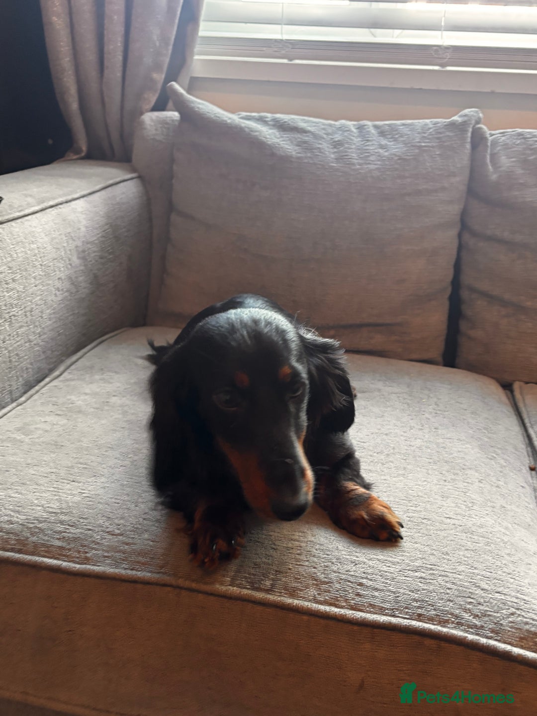 Dachshund dogs for sale: 2 girl fluffy dachshund puppys 6 months old  - Image 5