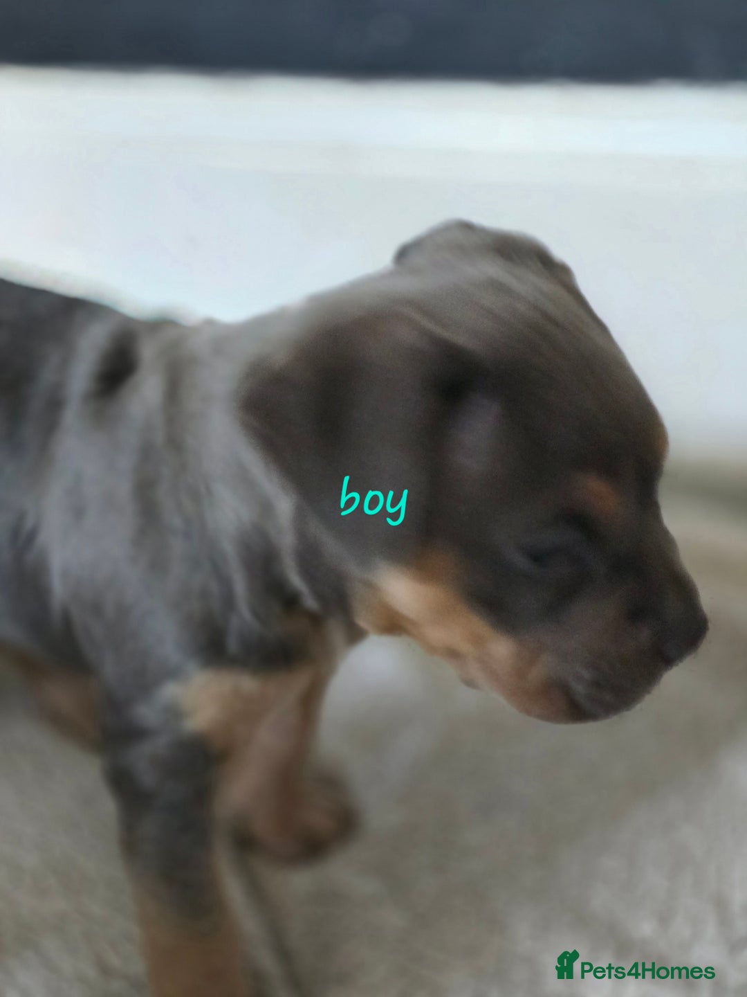 American Bulldog dogs for sale: American bulldog puppies - Image 4