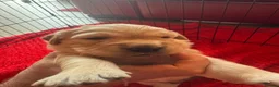 Golden Retriever dogs for sale: LARGE SIZE PURE GOLDEN RETRIEVER PUPPIES!!! - Advert 9
