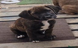 Mixed Breed dogs for sale: Cute little princess  - Image 7
