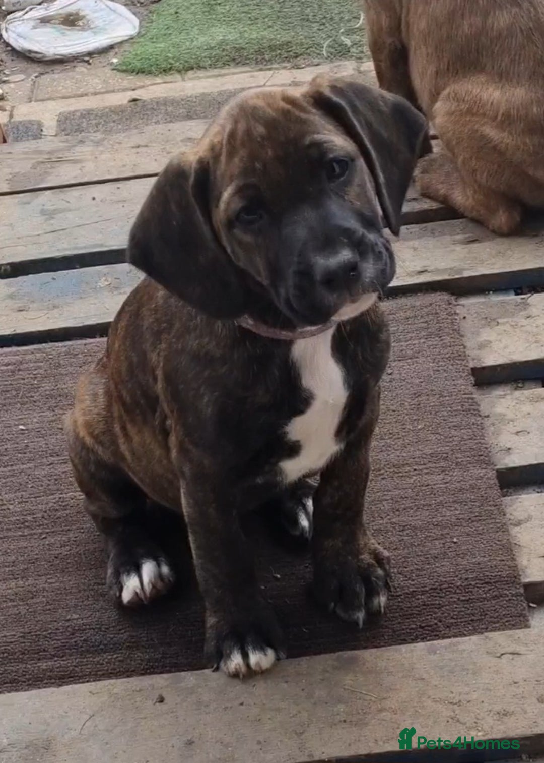 Mixed Breed dogs for sale: Cute little princess  - Image 7