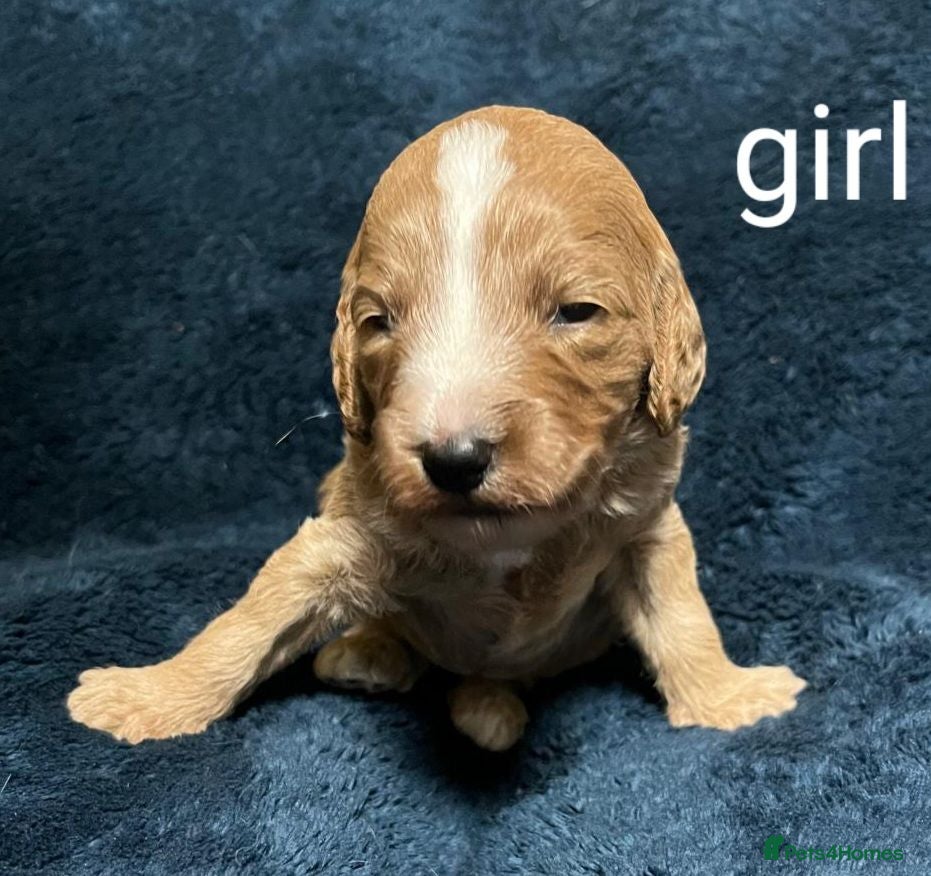 Cockapoo dogs DNA clear fox red F1b Cockapoos - Advert 2