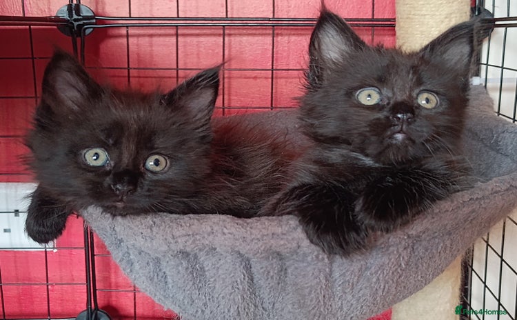 Maine Coon cats - Advert 3