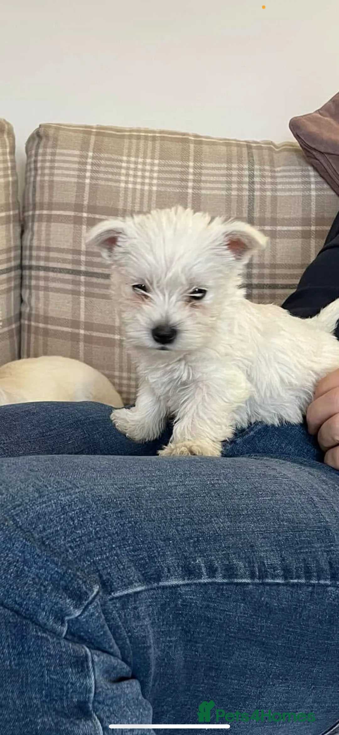 West Highland Terrier dogs for sale: Kc Westies pup - Advert 3
