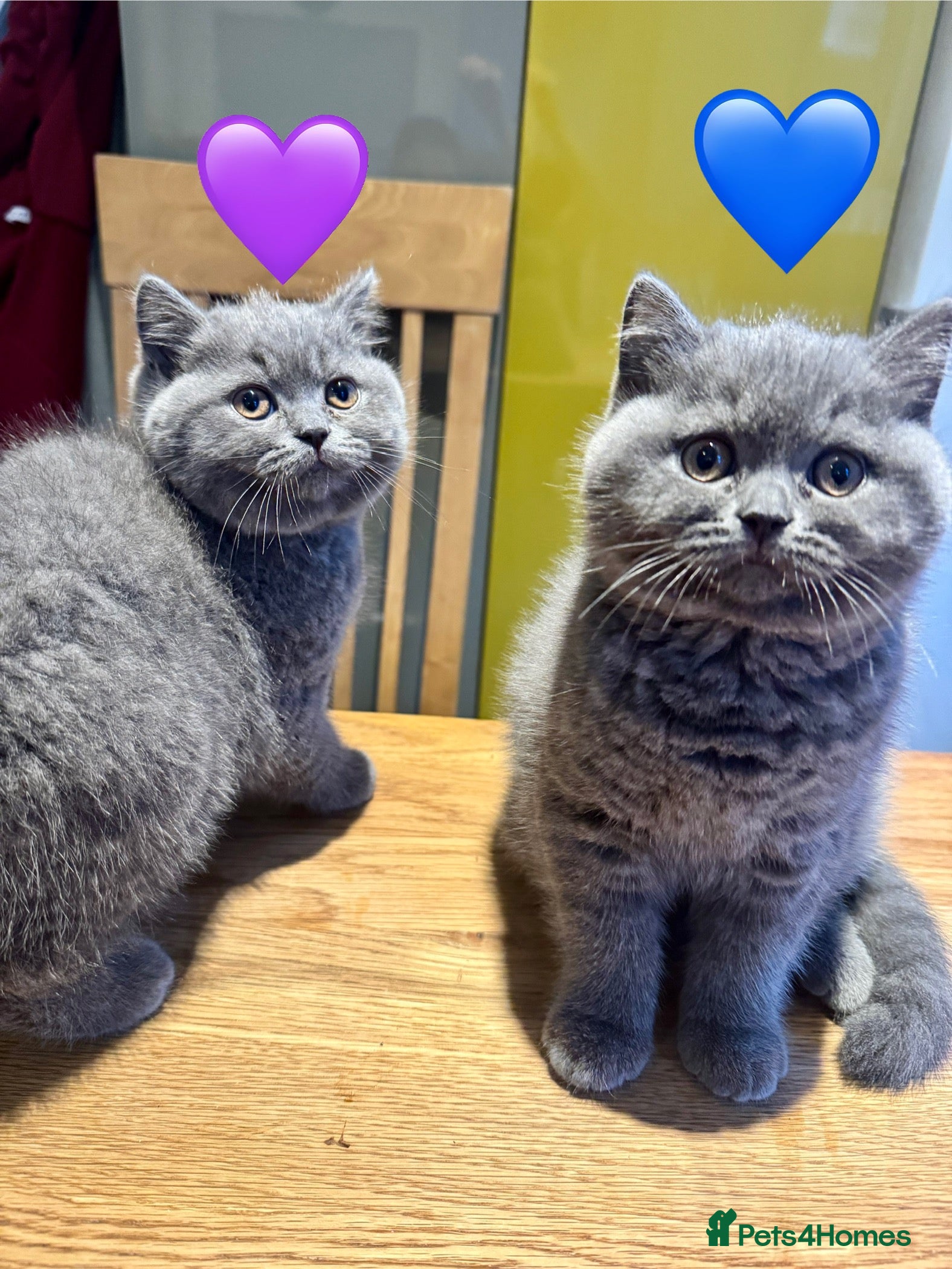 British Shorthair cats British Shorthair Blue 3 Girls GCCF registered  - Advert 5
