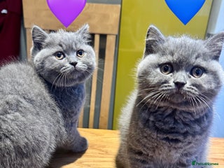 British Shorthair cats British Shorthair Blue 3 Girls GCCF registered - Advert 17