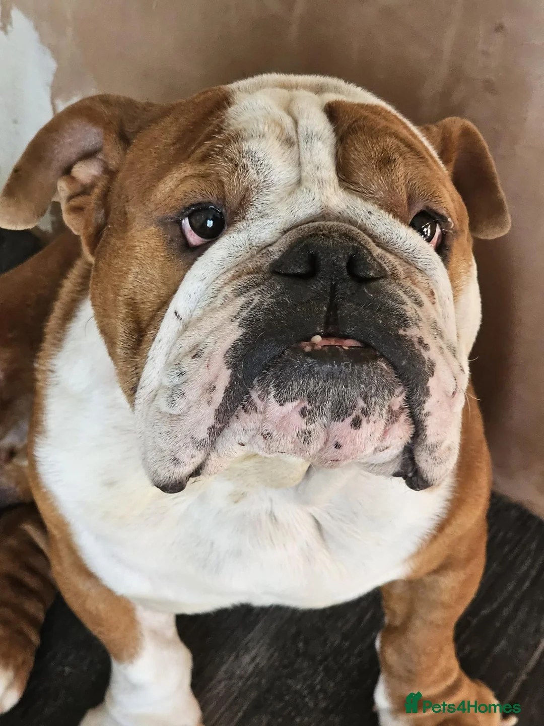 English Bulldog dogs for sale: Rehome english bulldog male - Advert 2