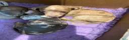 Miniature Dachshund dogs for sale: 5 beautiful Miniature Dachshund puppies  - Advert 6