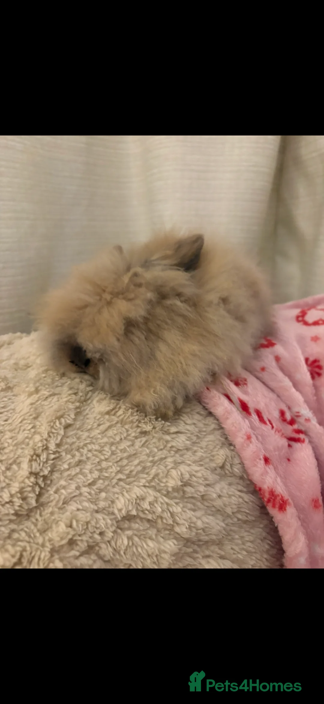 Mini Lion Lop rabbits for sale: Gorgeous Fluffy Double Mane mini lion lop bunny’s  - Advert 7