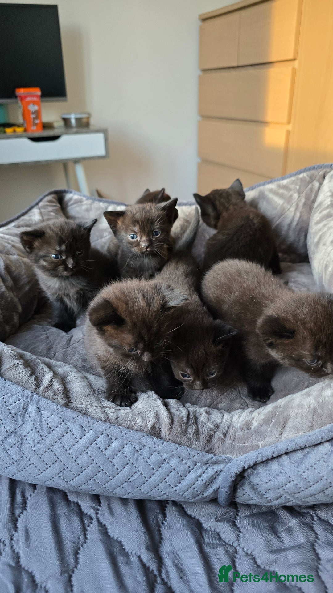 British Shorthair cats for sale: British shorthair  - Advert 7