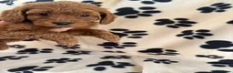 Cockapoo dogs for sale: Cockapoo puppies 🐶  - Advert 13
