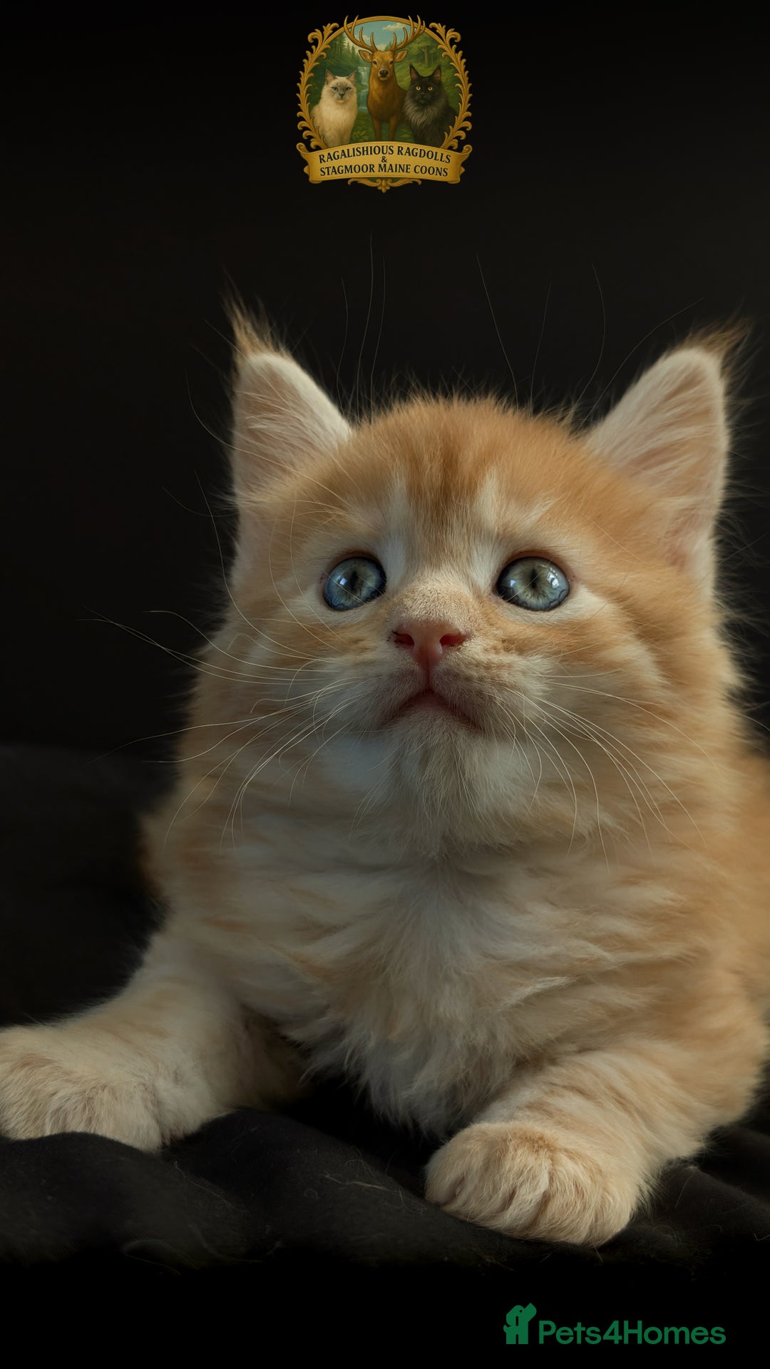 Maine Coon cats for stud: European Championship Carries Shaded GCCF & TICA - Advert 13