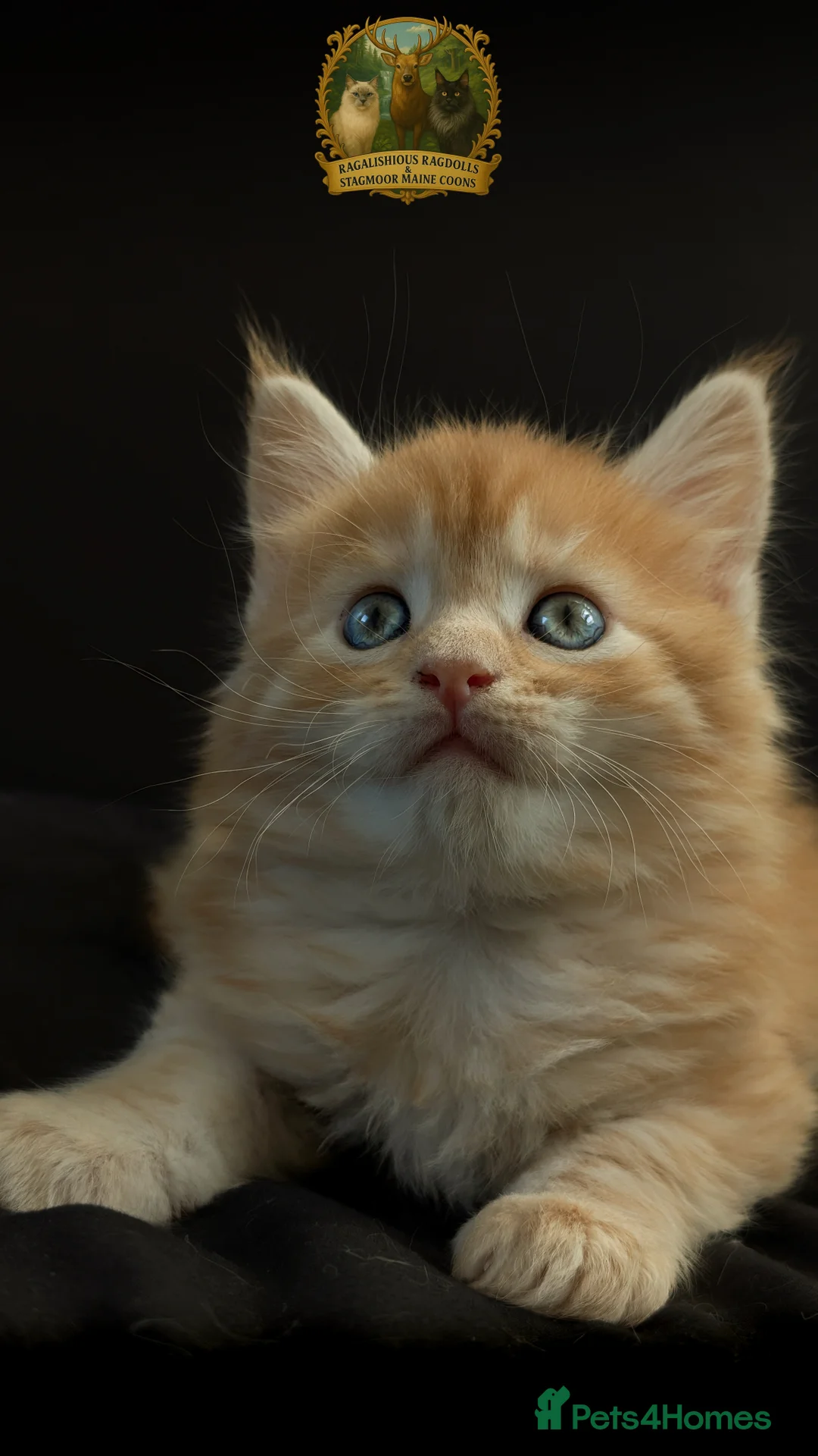 Maine Coon cats for stud: European Championship Carries Shaded GCCF & TICA - Advert 19