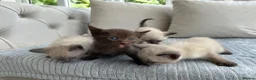 Ragdoll cats for sale: 4 ragdoll x british shorthair kittens  - Advert 5