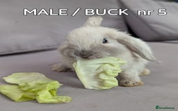 Mini Lop rabbits for sale: CUTE MINI-LOPS - Image 19