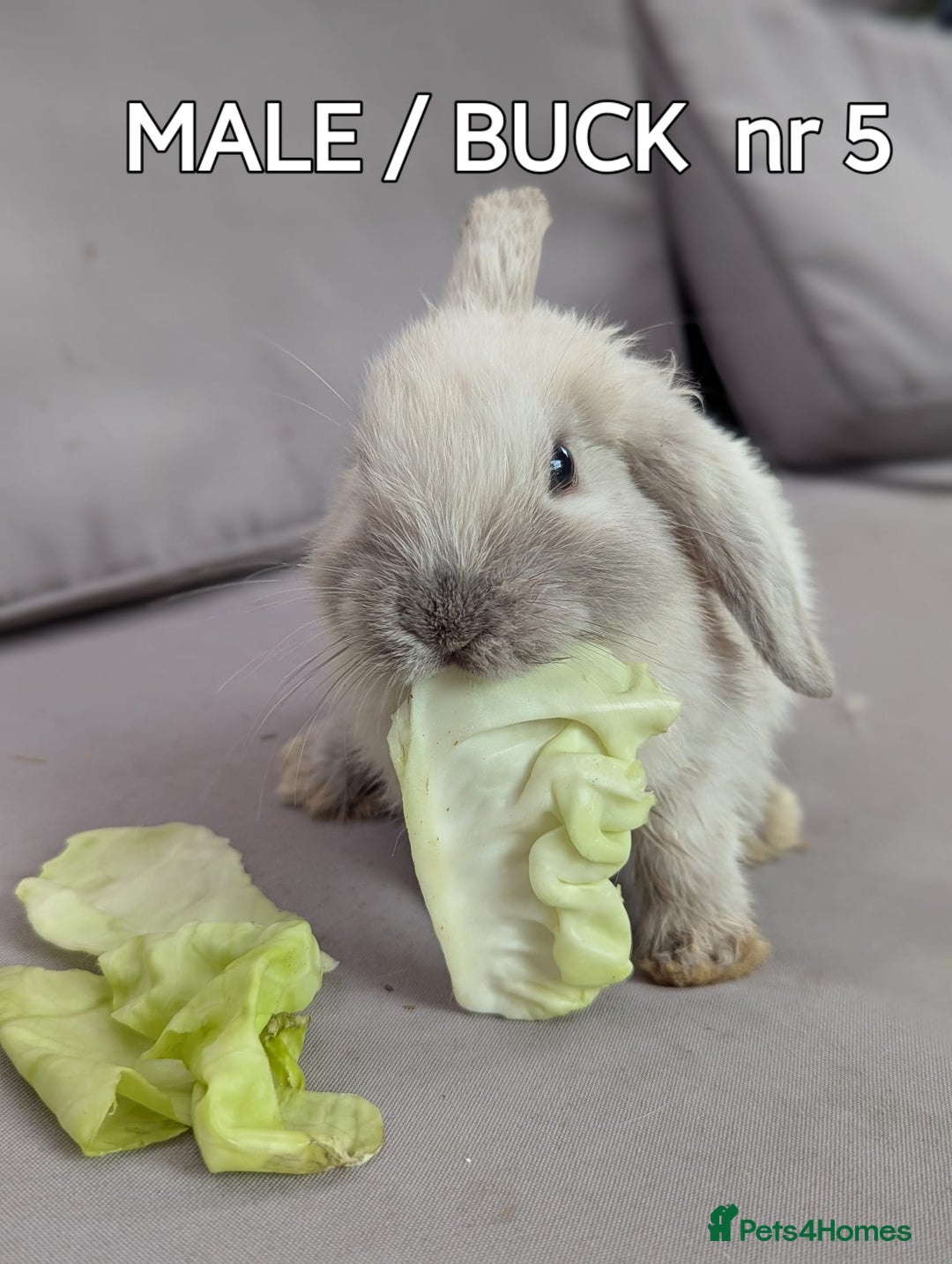 Mini Lop rabbits for sale: CUTE MINI-LOPS - Image 19