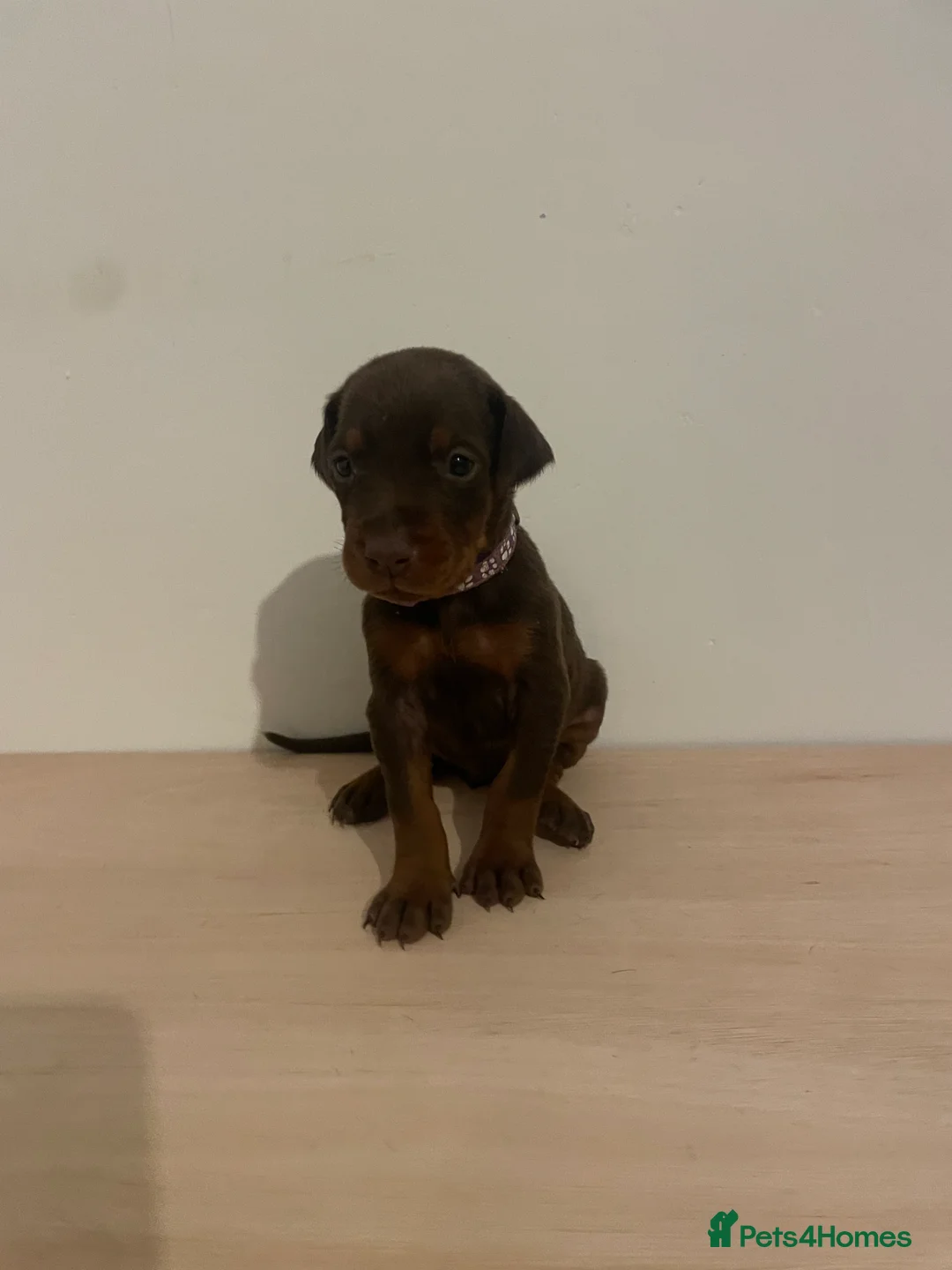 Dobermann dogs for sale: dobermann pinscher - Advert 15