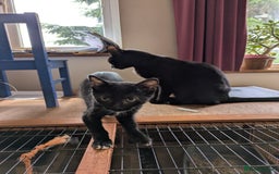 Domestic Shorthair cats for sale: Black kittens - Image 2
