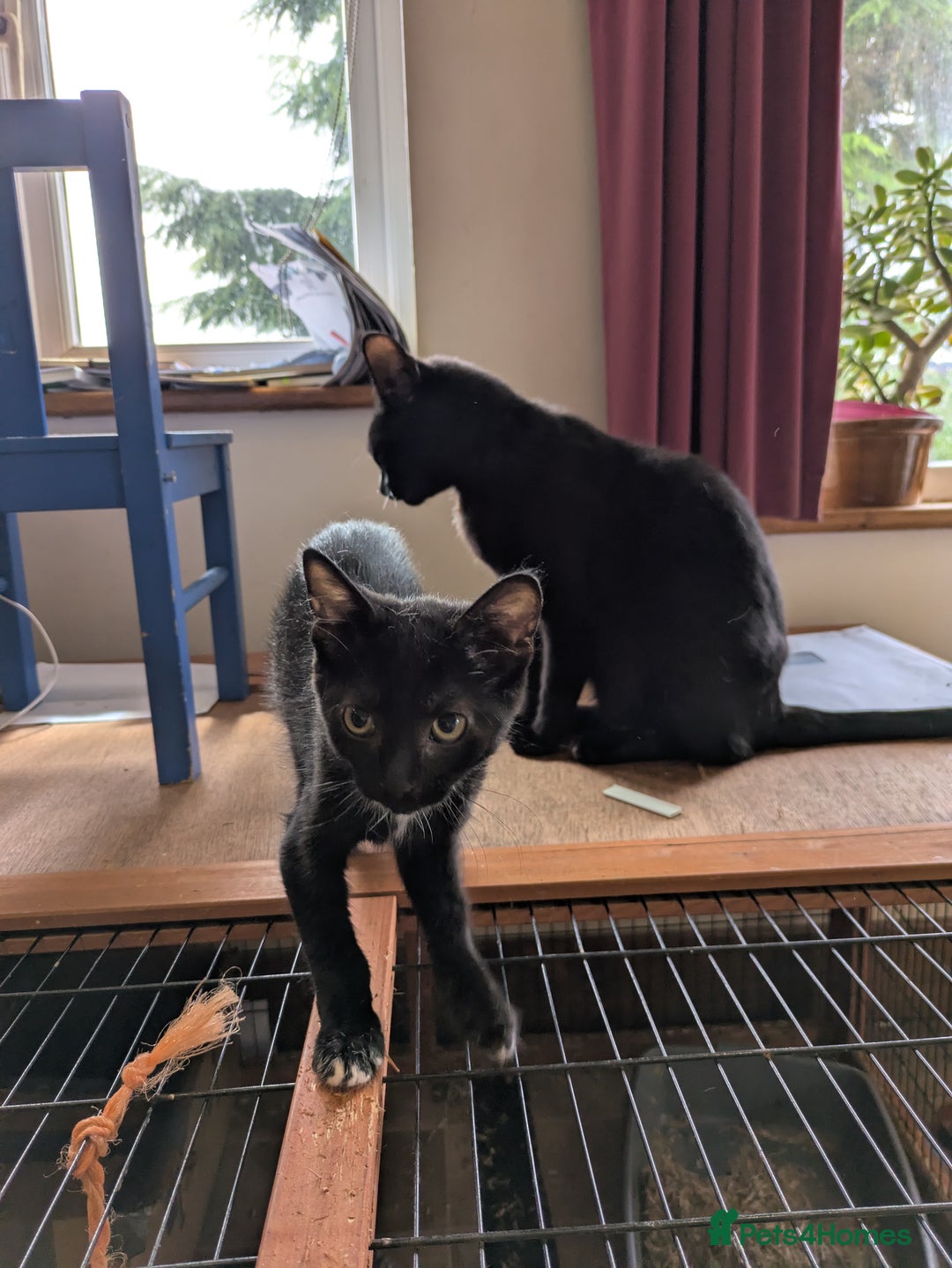 Domestic Shorthair cats for sale: Black kittens - Image 2