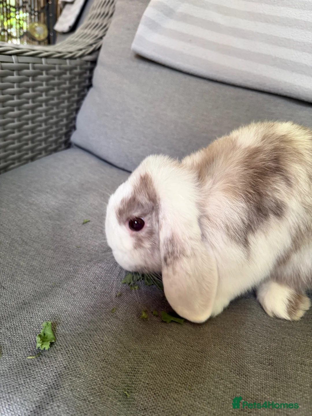Mini Lop rabbits for sale: Lovely Harli mini lop buck born 20th March 2026 - Advert 2