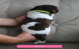 English Springer Spaniel dogs for sale: Health Tested English Springer Spaniel Puppies - Image 13