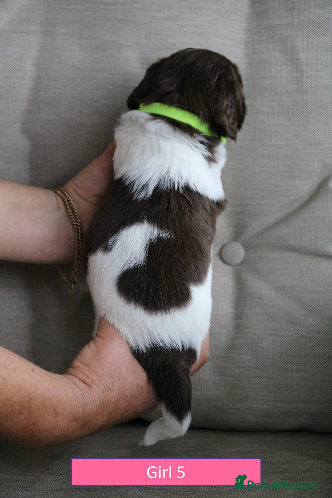 English Springer Spaniel dogs for sale: Health Tested English Springer Spaniel Puppies - Image 13