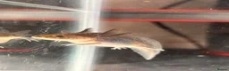 Axolotl reptiles for sale: Black Meleniod axolotls   in Caldicot - Advert 2