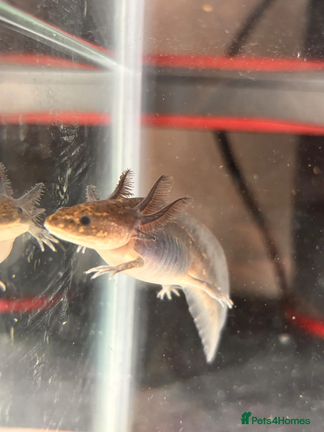 Axolotl reptiles for sale: Black Meleniod axolotls   in Caldicot - Advert 2