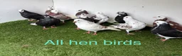 Pigeons birds for sale: Birmingham rollers - Advert 5