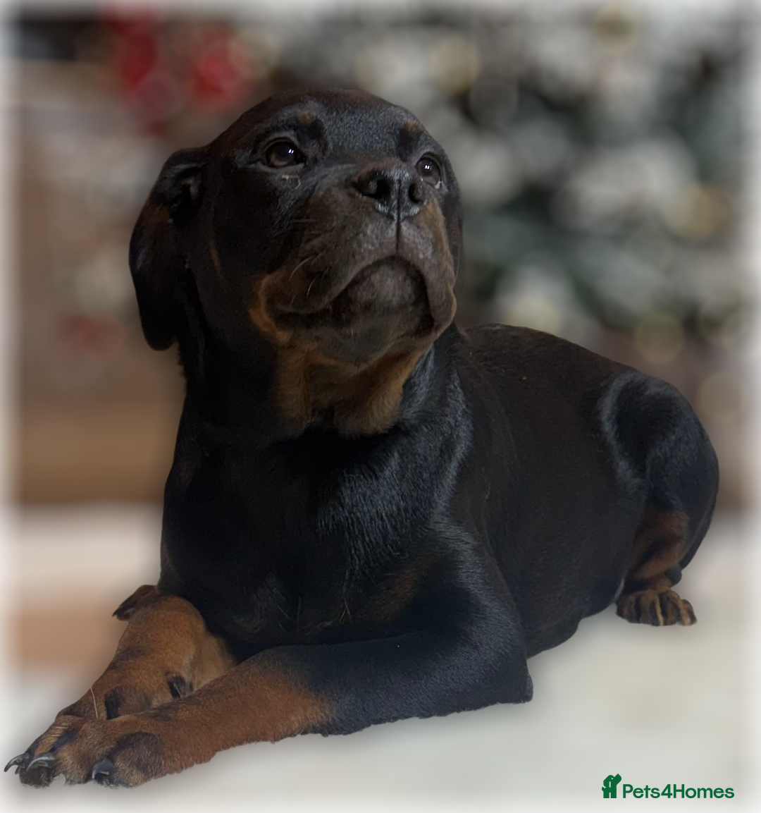 Rottweiler dogs for sale: ROTTWEILER PUPPIES. KC REGISTERED. FREE INSURANCE. - Advert 8