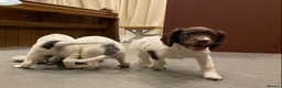 English Springer Spaniel dogs for sale: KC Registered English Springer Spaniel Female Pups - Advert 9