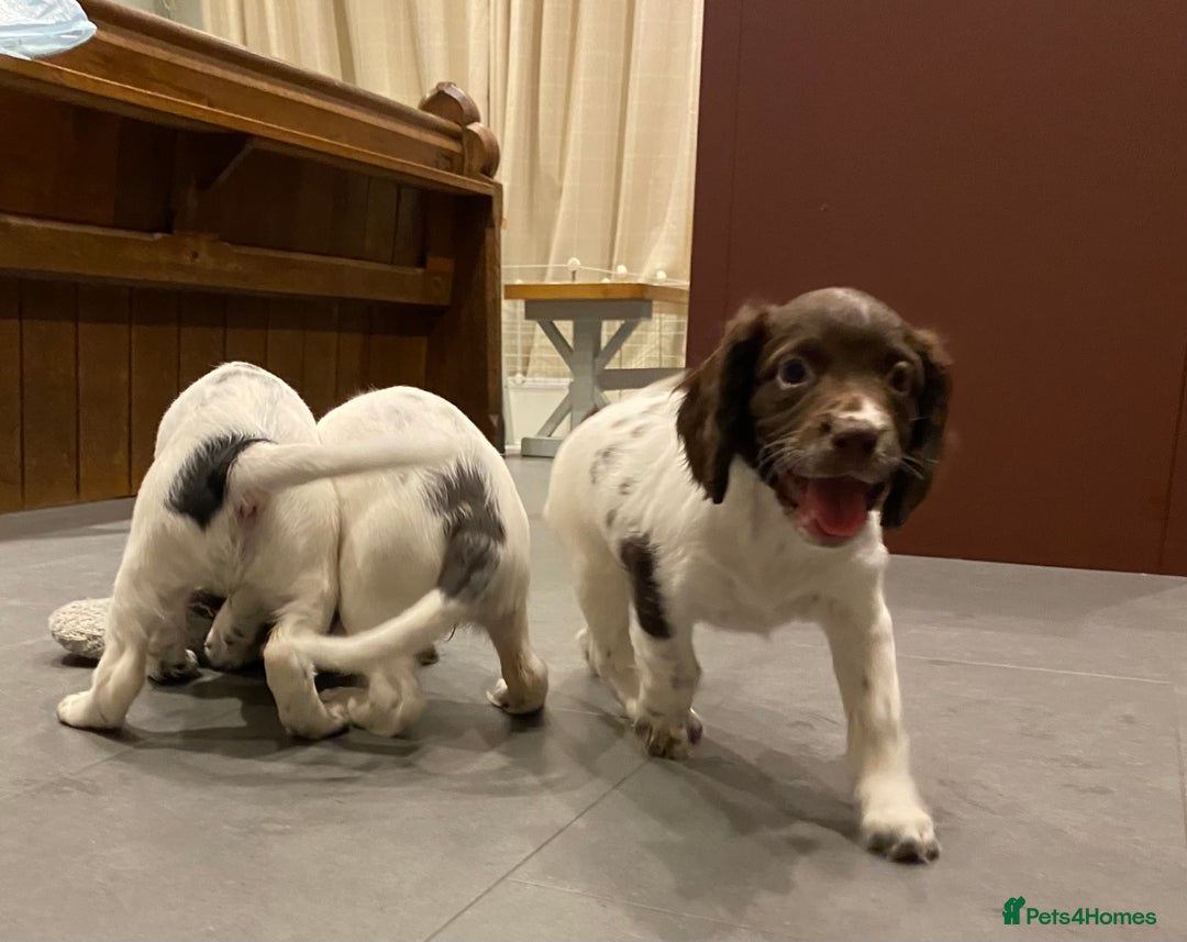 English Springer Spaniel dogs for sale: KC Registered English Springer Spaniel Female Pups - Advert 9