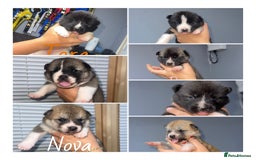 Akita dogs for sale: Akita pups  - Image 1