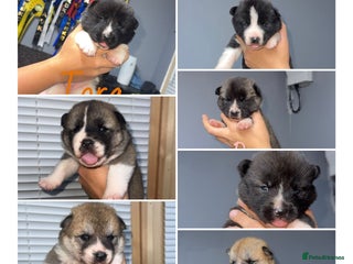 Akita dogs - Advert 1