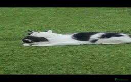 British Longhair cats for sale: 3 kittens available - Image 9