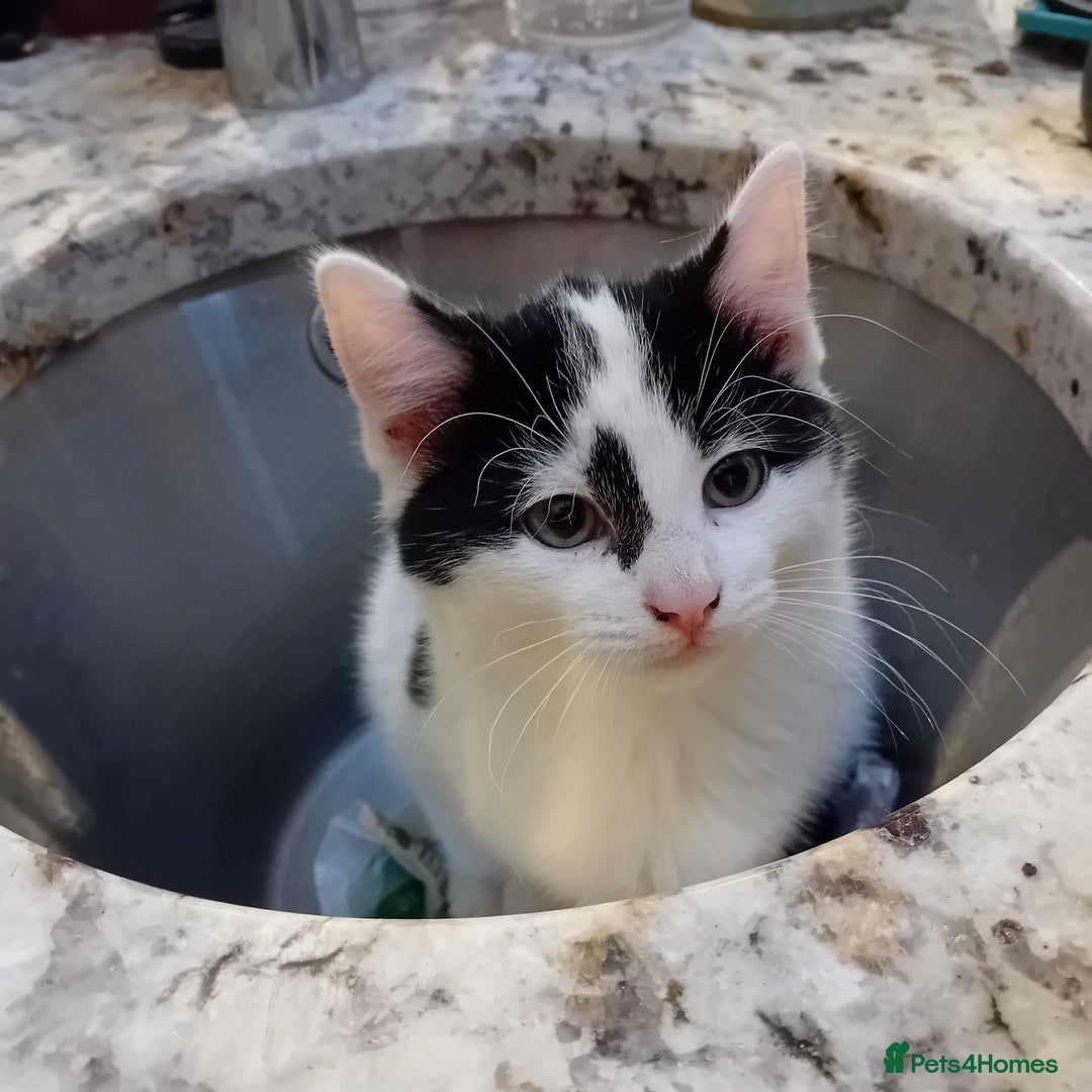 British Shorthair cats for sale: Dalmatian kitten  - Advert 4