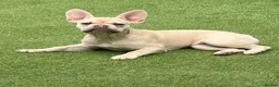 French Bulldog dogs for sale: Beautiful Platinum cryptic Merle French bulldog in Cambridge - Advert 6