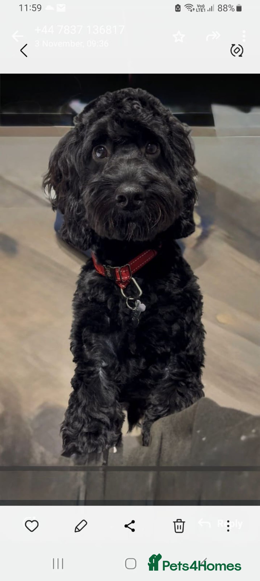 Sproodle dogs for sale: STUNNING SHOW SPRINGAPOO PUPPIES FOR SALE  - Advert 10