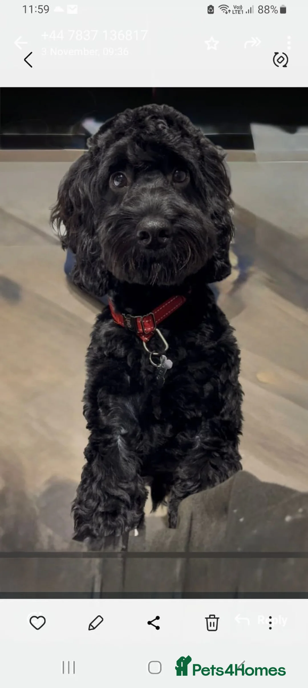 Sproodle dogs for sale: STUNNING SHOW SPRINGAPOO PUPPIES FOR SALE  - Advert 14