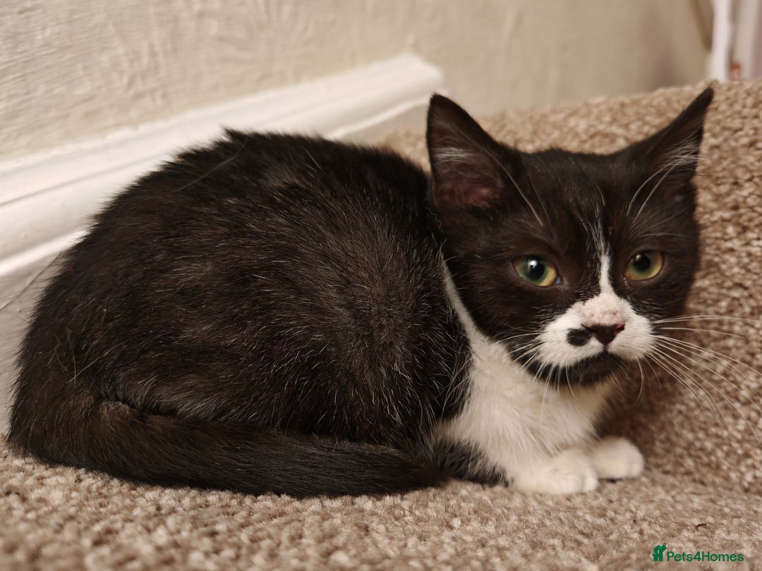 Mixed Breed cats for sale: British Shorthair X Kittens  - Advert 5