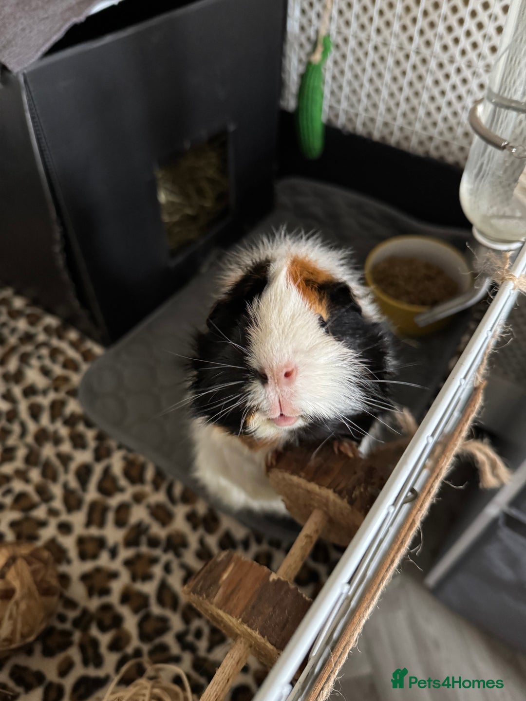 Guinea Pig rodents for sale: Guinea pigs male for rehome + cage for sale - Image 2
